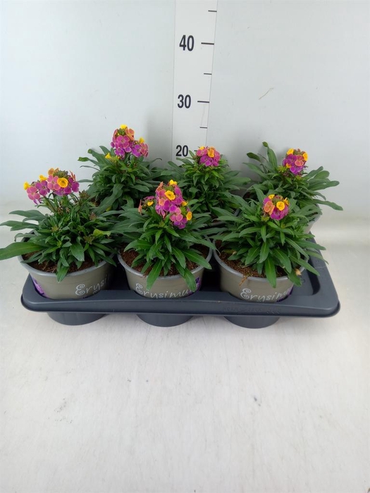 <h4>Erysimum linifolium</h4>