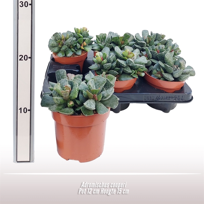 <h4>Adromischus Cooperi</h4>