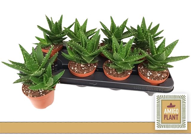 <h4>ALOE PERFOLIATA</h4>