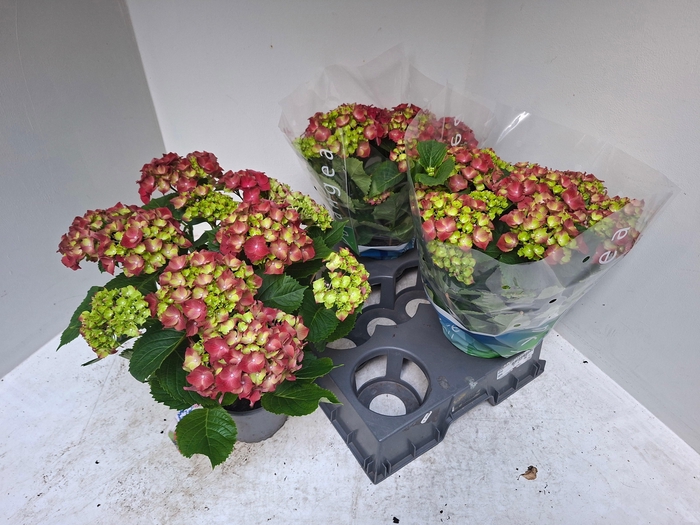 <h4>HYDR M HI FIRE</h4>