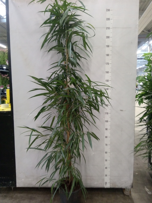 <h4>Ficus binn. 'Alii'</h4>