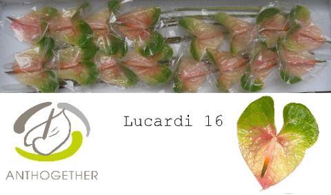 <h4>Anthurium Lucardi</h4>