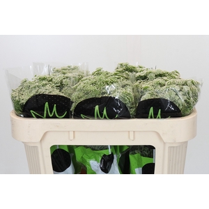 Ammi Visnaga Casablanca