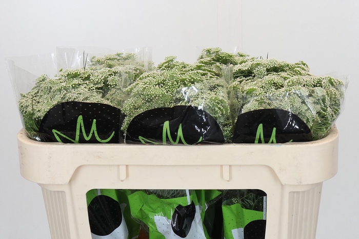 <h4>Ammi Visnaga Casablanca</h4>