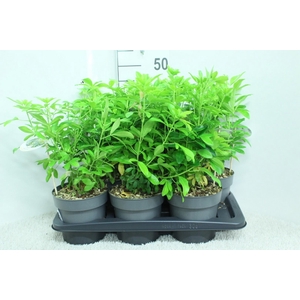 Choisya ternata P17 (LICHT) potgekweekt