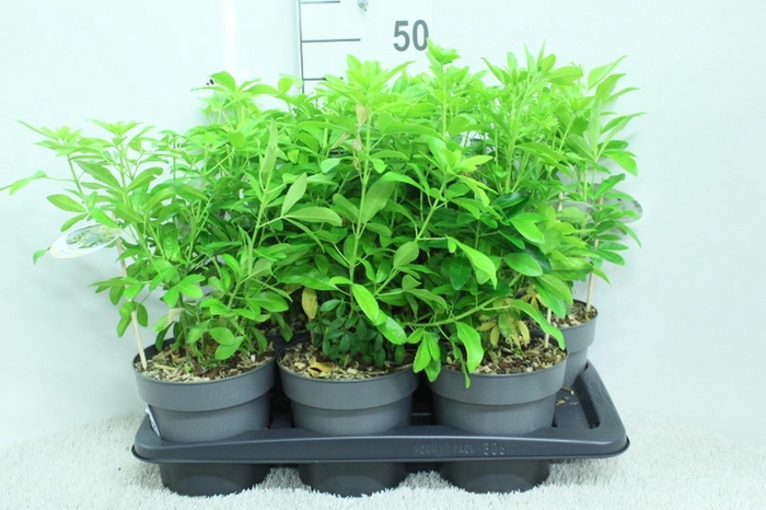 <h4>Choisya ternata P17 (LICHT) potgekweekt</h4>