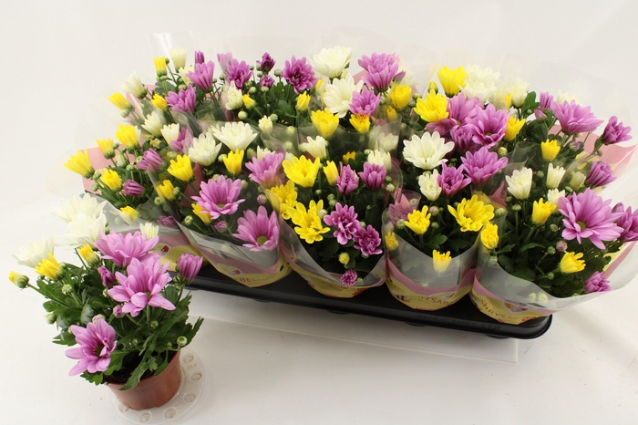 <h4>CHRYS GEM IN POT</h4>