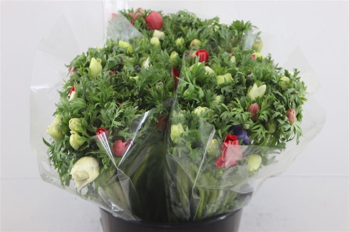 <h4>Anem Ex Mixed</h4>