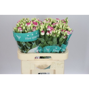 Eust Du Rosita Pink Picotee