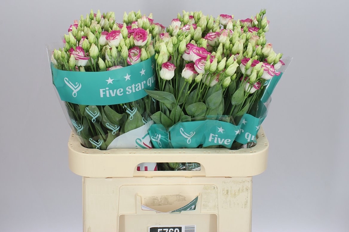 <h4>Eust Du Rosita Pink Picotee</h4>