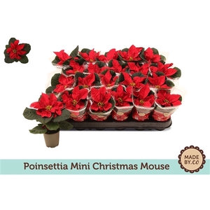 Euph. Poinsettia Mini Christmas Mouse in sleeve