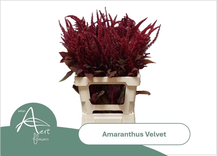 <h4>Amaranthus Cr Velvet 70cm</h4>