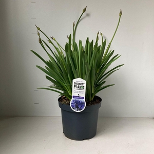 Agapanthus 'Dr Brouwer'