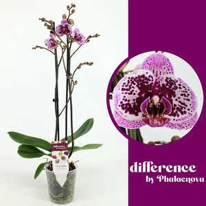 Happy Girl 2-tak 60cm (GROEN)