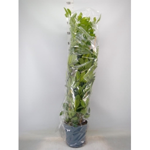 Schefflera arbor. 'Gold Capella'