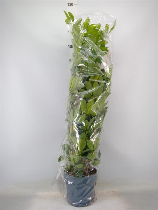<h4>Schefflera arbor. 'Gold Capella'</h4>