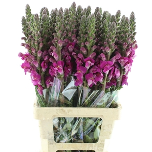 ANTIR OP LAVENDER