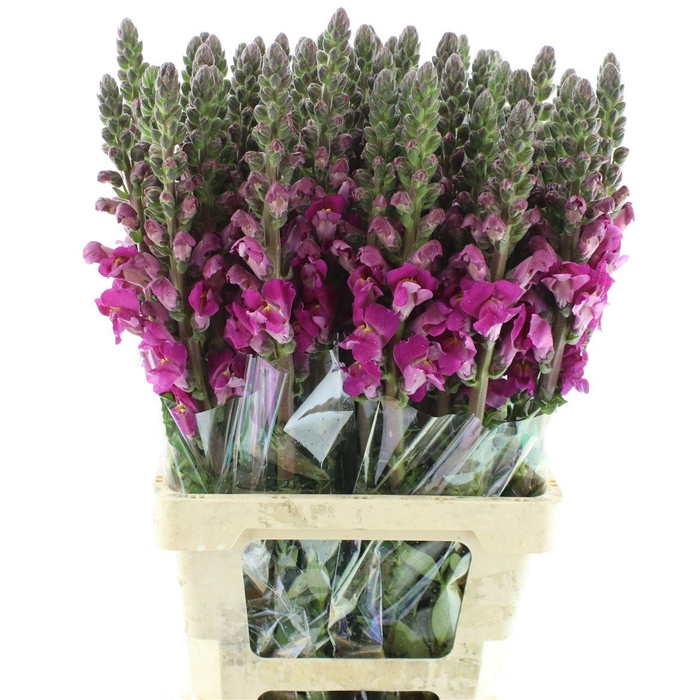 <h4>ANTIR OP LAVENDER</h4>