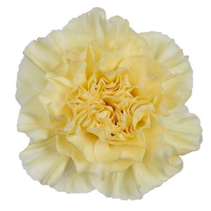 DI ST CREAM POLIMNIA