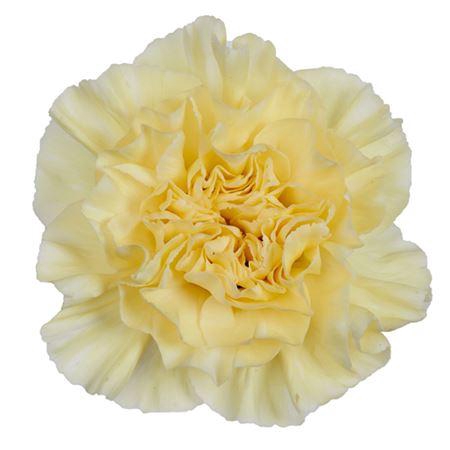 <h4>Di St Cream Polimnia</h4>
