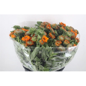 Calendula Orange Extra P Stem