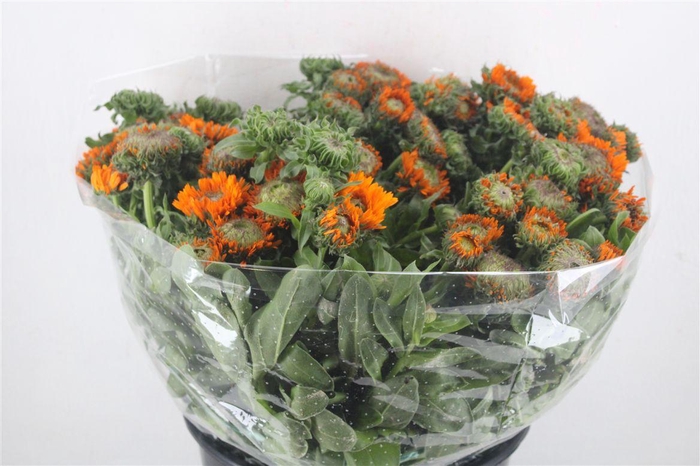 <h4>Calendula Orange Extra P Stem</h4>