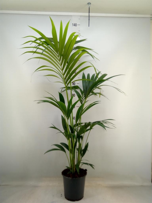 <h4>Howea forsteriana</h4>