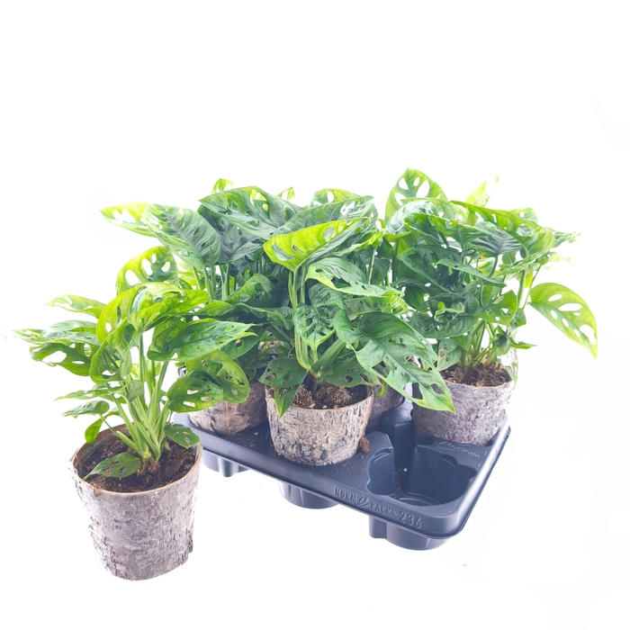 <h4>MONSTERA MONKEY LEAF</h4>