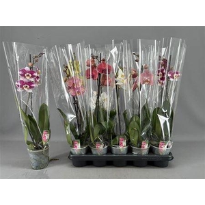 Phal Gem 5 Kl 1 Branches 6+