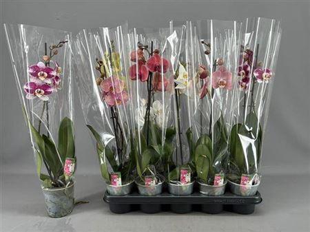 <h4>Phal Gem 5 Kl 1 Branches 6+</h4>