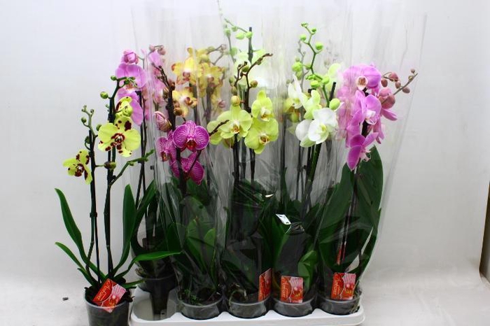<h4>PHAL GEM 7 KL</h4>