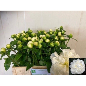 PAEO L DUCHES D NEMO