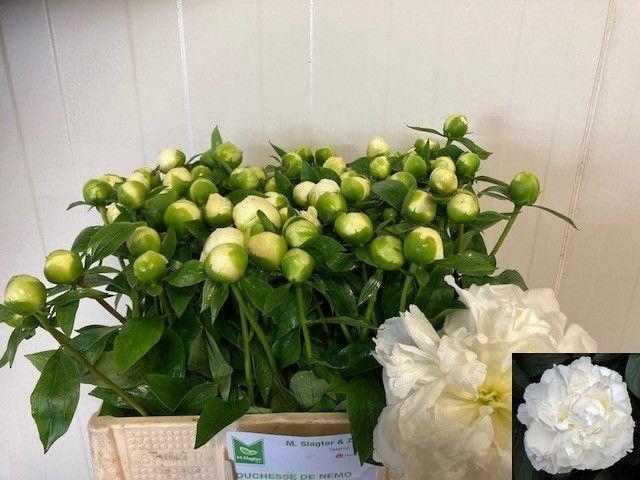 <h4>PAEO L DUCHES D NEMO</h4>