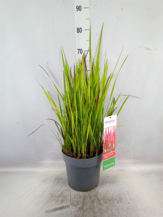 <h4>Imperata cylindrica 'Red Baron'</h4>