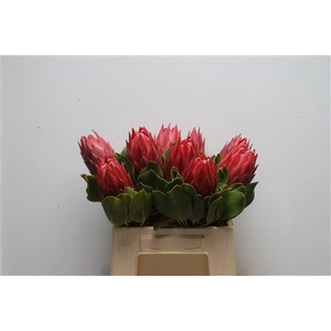 Protea Cynaroides Red Rex