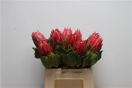 <h4>Protea Cynaroides Red Rex</h4>