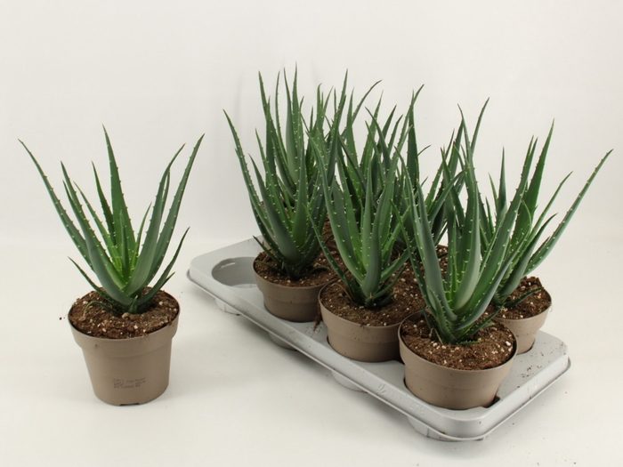 <h4>ALOE ARBORESCENS</h4>