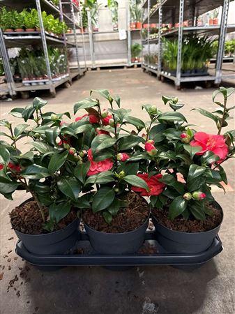 <h4>Came Re Mary William 12+</h4>