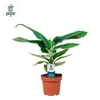 Musa Tropicana Air so Pure