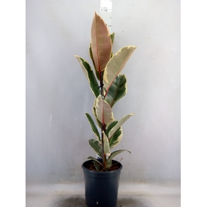 Ficus elastica 'Tineke'