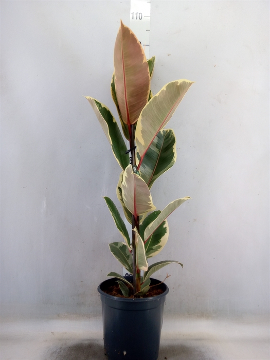 <h4>Ficus elastica 'Tineke'</h4>