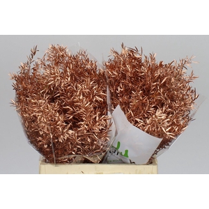 Asparagus Cwebe Copper X50