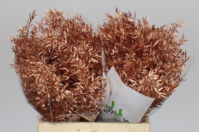 <h4>Asparagus Cwebe Copper X50</h4>