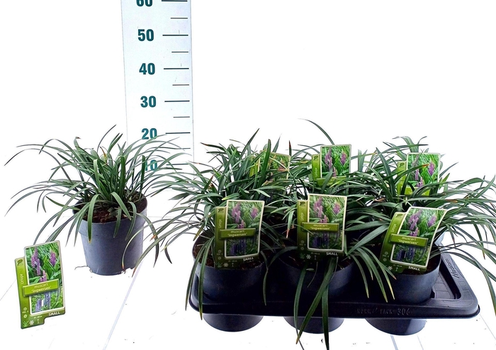 <h4>Liriope muscari Ingwersen</h4>