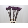 Allium  'Summer Drummer'