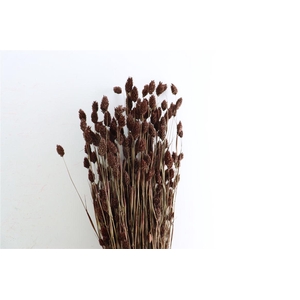 Dried Phalaris X5 Brown Bunch