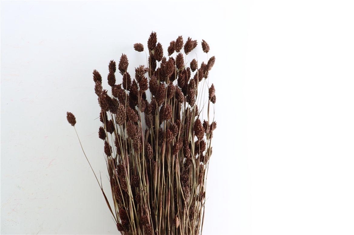 Dried Phalaris X5 Brown Bunch