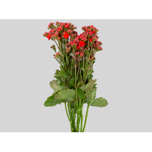 KALANCHOE DOBRADO PRETY RED MEADOW