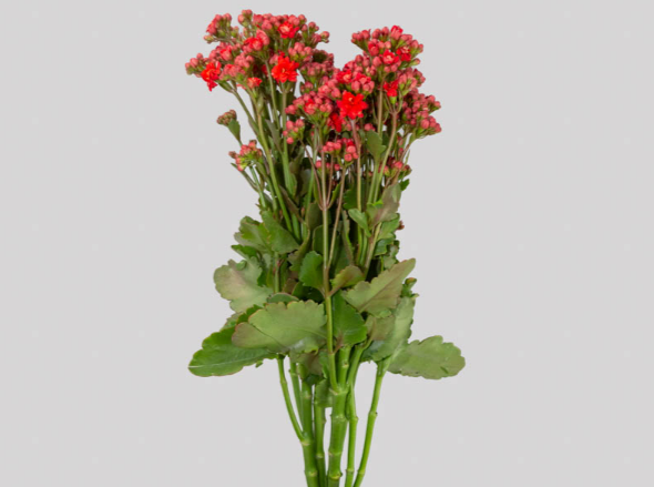<h4>KALANCHOE DOBRADO PRETY RED MEADOW</h4>