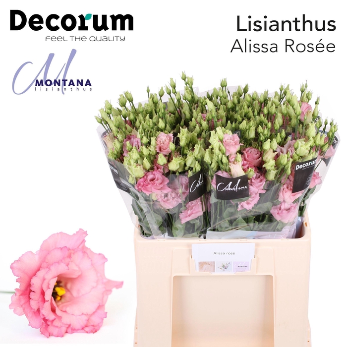 <h4>Lisianthus Alissa rose pink 60cm</h4>